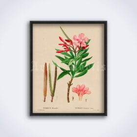 Printable Oleander flower – magical plant, witchcraft, occult botany art - vintage print poster