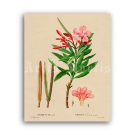 Printable Oleander flower – magical plant, witchcraft, occult botany art - vintage print poster