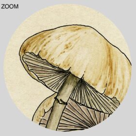 Printable Panaeolus - psilocybin mushroom, psychedelic, shamanic print - vintage print poster