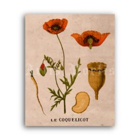 Printable Red Poppy flower – morphine, opium, medical plant illustration - vintage print poster