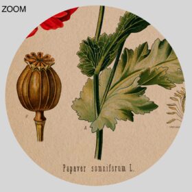 Printable Opium Poppy flower, Papaver somniferum – narcotic plant poster - vintage print poster