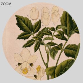 Printable Guarana, Paullinia cupana – psychoactive plant botanical print - vintage print poster