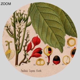 Printable Guarana, Paullinia cupana – psychoactive plant botanical print - vintage print poster