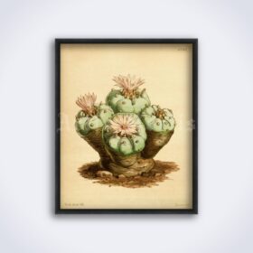 Printable Peyote - hallucinogenic cactus, psychoactive plant illustration - vintage print poster