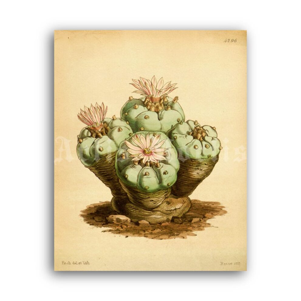 Printable Peyote - hallucinogenic cactus, psychoactive plant illustration - vintage print poster