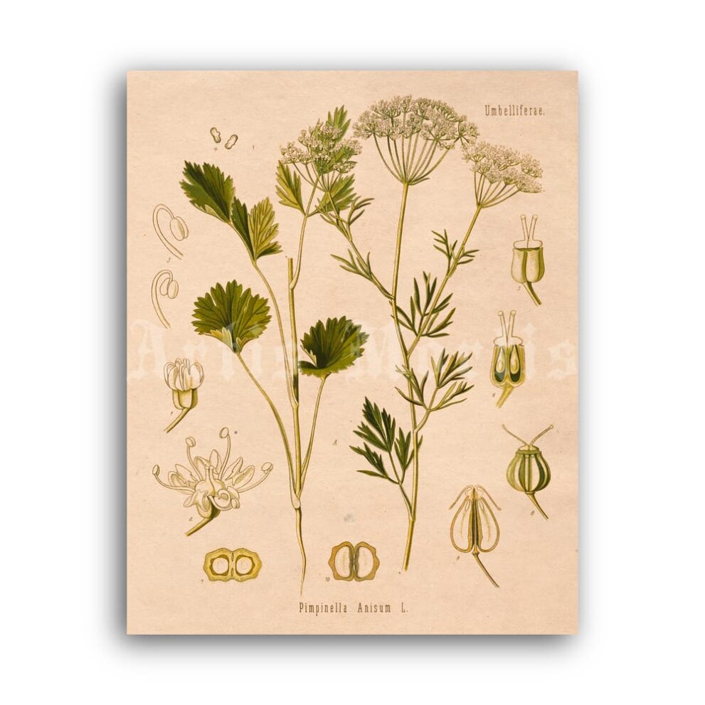 Printable Anise, Pimpinella anisum – aroma plant, absinthe herb art - vintage print poster