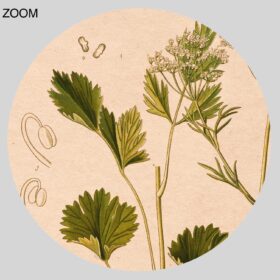 Printable Anise, Pimpinella anisum – aroma plant, absinthe herb art - vintage print poster