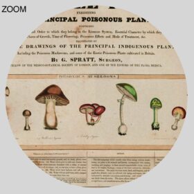 Printable Vegetable Poisons - psychoactive plants and mushrooms poster - vintage print poster