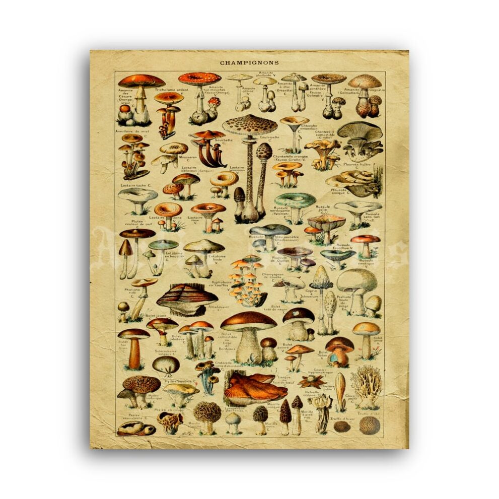 Printable Poisonous mushrooms tab - mycology botanical art print - vintage print poster