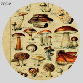Printable Poisonous mushrooms tab - mycology botanical art print - vintage print poster