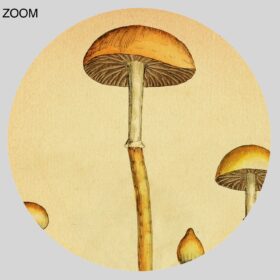 Printable Psilocybe mushroom - psilocybin, psychoactive, shamanic art - vintage print poster