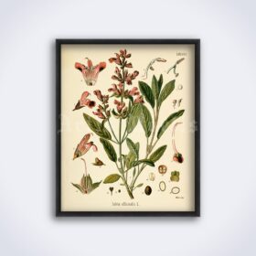 Printable Salvia officinalis, Sage plant – medical herb botanical print - vintage print poster