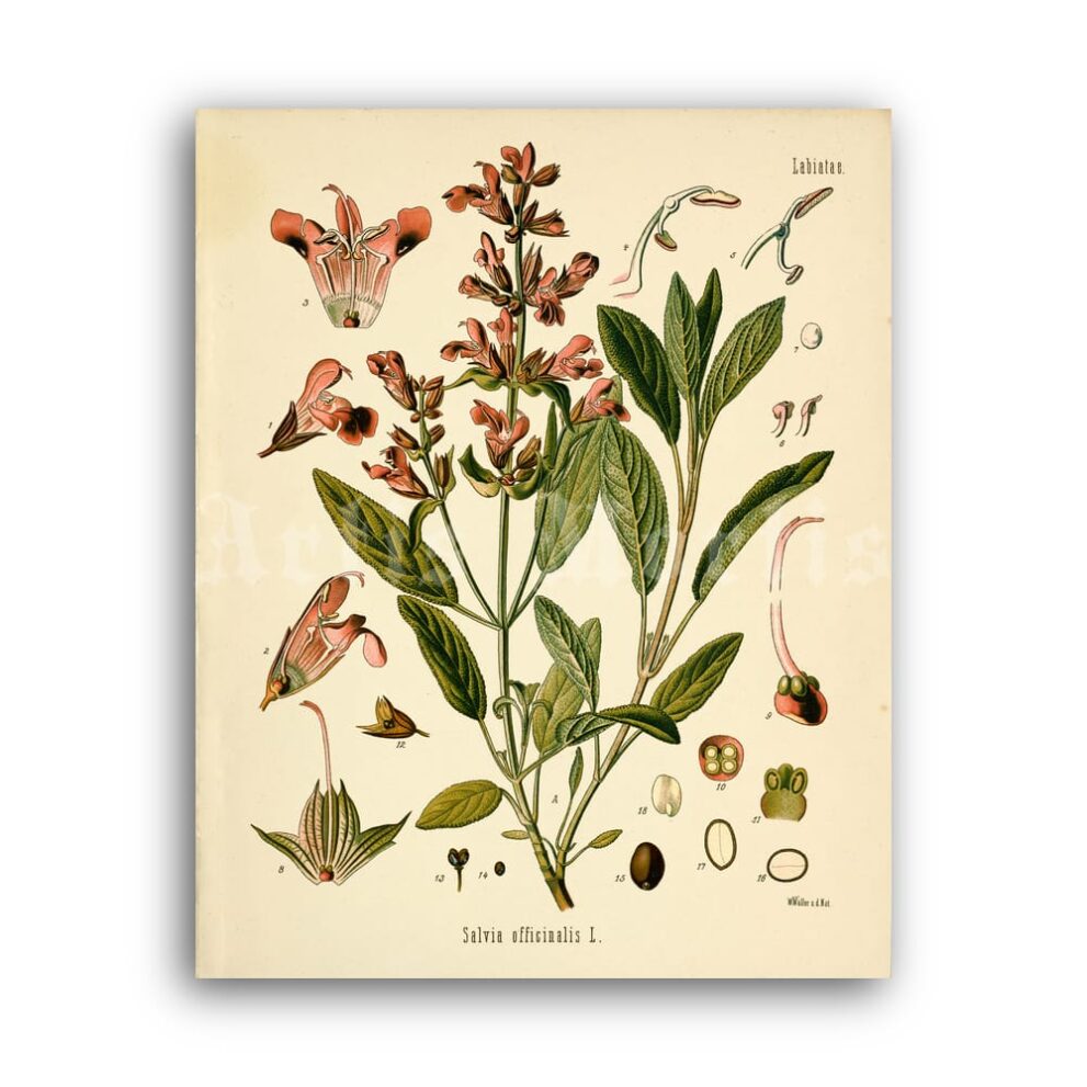 Printable Salvia officinalis, Sage plant – medical herb botanical print - vintage print poster