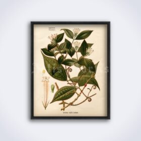 Printable Strychnos toxifera, Curare Poison plant botanical poster - vintage print poster