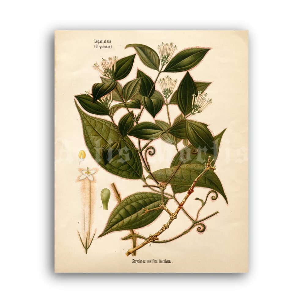 Printable Strychnos toxifera, Curare Poison plant botanical poster - vintage print poster