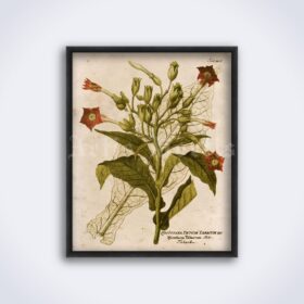 Printable Tobacco plant – smoker, nicotine, botanical illustration - vintage print poster