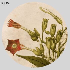 Printable Tobacco plant – smoker, nicotine, botanical illustration - vintage print poster