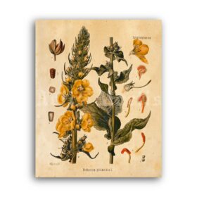 Printable Mullein, Verbascum phlomoides – magical plant, occult herb art - vintage print poster