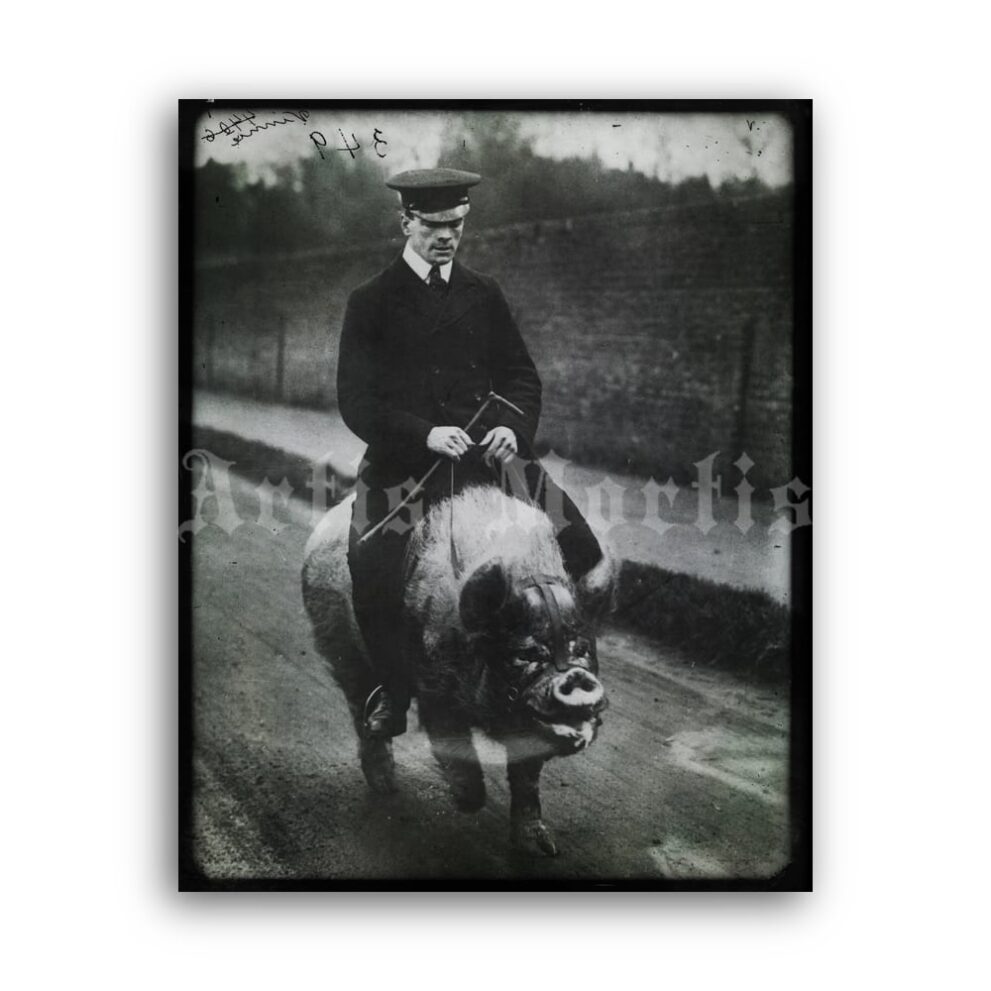 Printable Pig riding, man on the pig - vintage photo, retro humour print - vintage print poster
