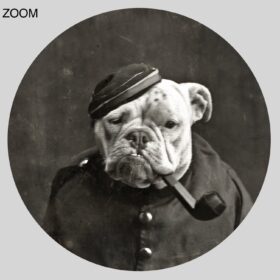 Printable Smoking dog, English Bulldog with pipe - vintage photo - vintage print poster
