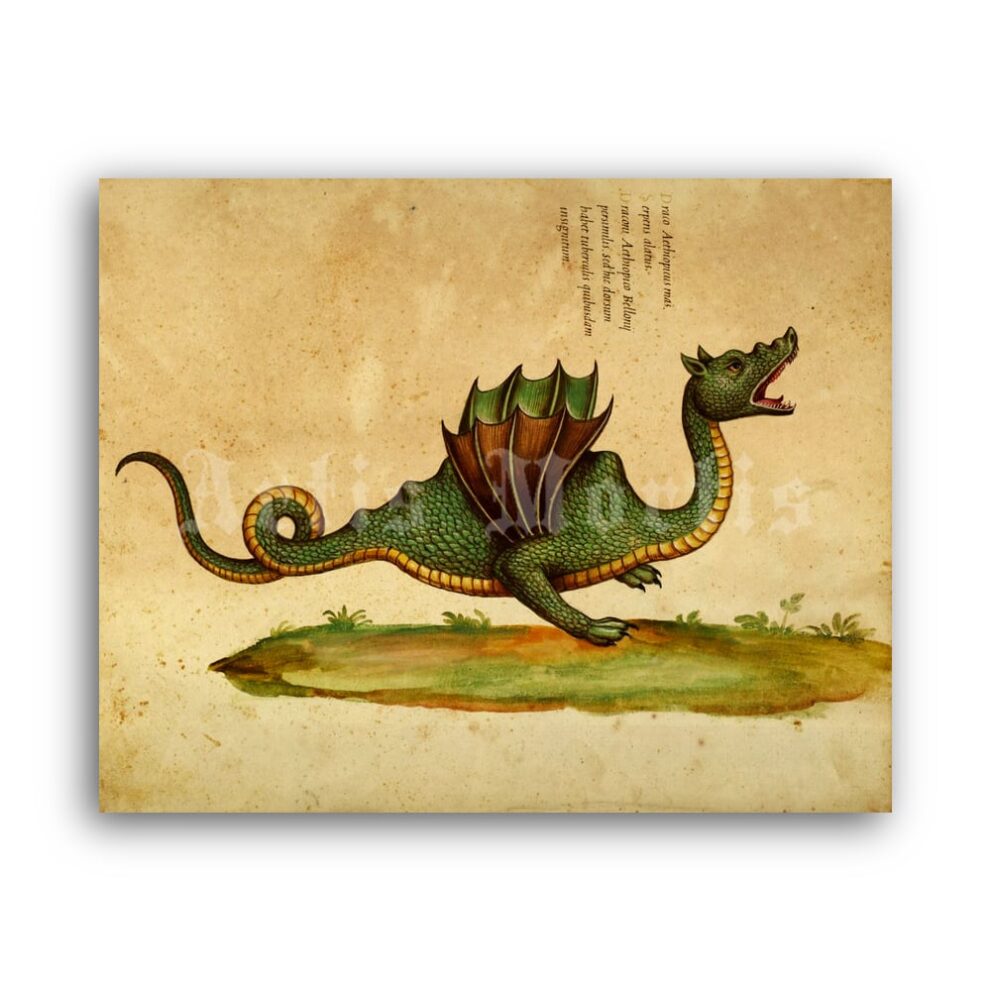 Printable Dragon, monster - medieval bestiary art, fantasy animal, cryptid - vintage print poster