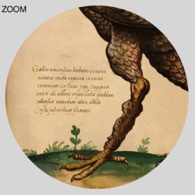 Printable Basilisk - medieval bestiary, rooster monster, creature print - vintage print poster