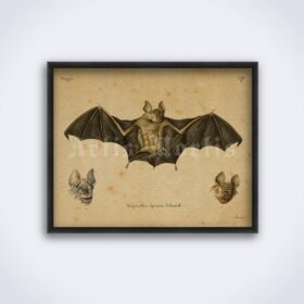 Printable Bat Vespertilio - vintage zoology illustration, natural history art - vintage print poster