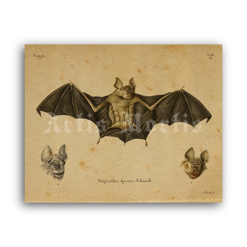 Printable Bat Vespertilio - vintage zoology illustration, natural history art - vintage print poster