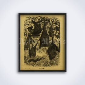 Printable Fruit bats, Flying foxes - vintage zoology art poster - vintage print poster