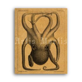 Printable Octopus - nautical Victorian illustration, natural history art - vintage print poster
