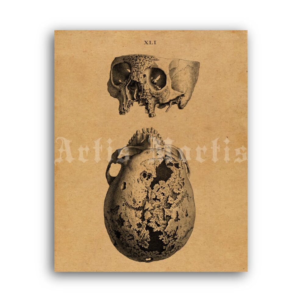 Printable Rustic human skull – anatomy, skull art, Osteographia poster - vintage print poster