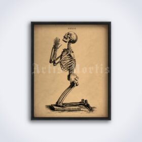 Printable Praying skeleton – anatomy, skull art, Osteographia poster - vintage print poster
