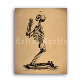 Printable Praying skeleton – anatomy, skull art, Osteographia poster - vintage print poster