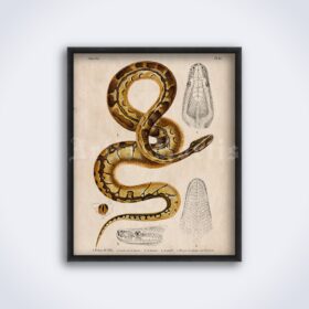 Printable Python de Seba snake - vintage zoology, natural history art - vintage print poster