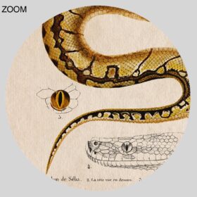 Printable Python de Seba snake - vintage zoology, natural history art - vintage print poster