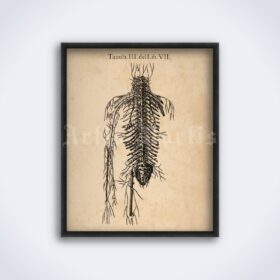 Printable Human circulatory system, veins, arteries – anatomy poster - vintage print poster