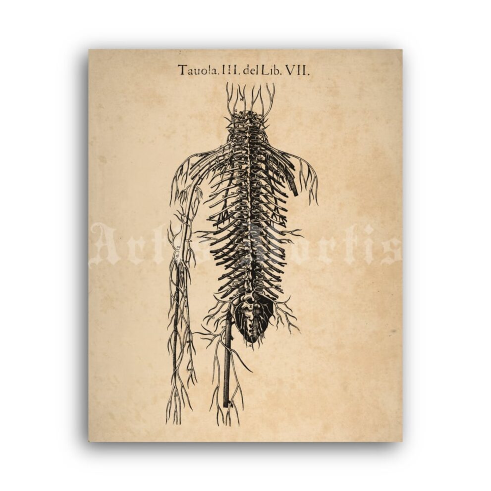 Printable Human circulatory system, veins, arteries – anatomy poster - vintage print poster