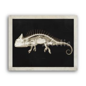Printable X-Ray chameleon photo by Josef Maria Eder and Eduard Valenta - vintage print poster