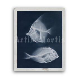 Printable X-Ray fishes photo by Josef Maria Eder and Eduard Valenta - vintage print poster