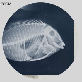 Printable X-Ray fishes photo by Josef Maria Eder and Eduard Valenta - vintage print poster