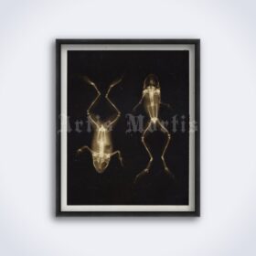 Printable X-Ray frogs photo by Josef Maria Eder and Eduard Valenta - vintage print poster