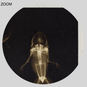 Printable X-Ray frogs photo by Josef Maria Eder and Eduard Valenta - vintage print poster