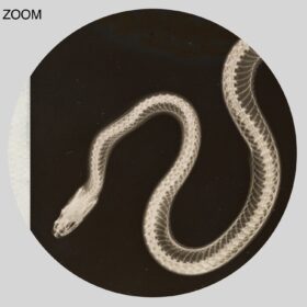 Printable X-Ray snake photo by Josef Maria Eder and Eduard Valenta - vintage print poster