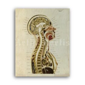 Printable Dissected human body, antique human anatomy illustration - vintage print poster