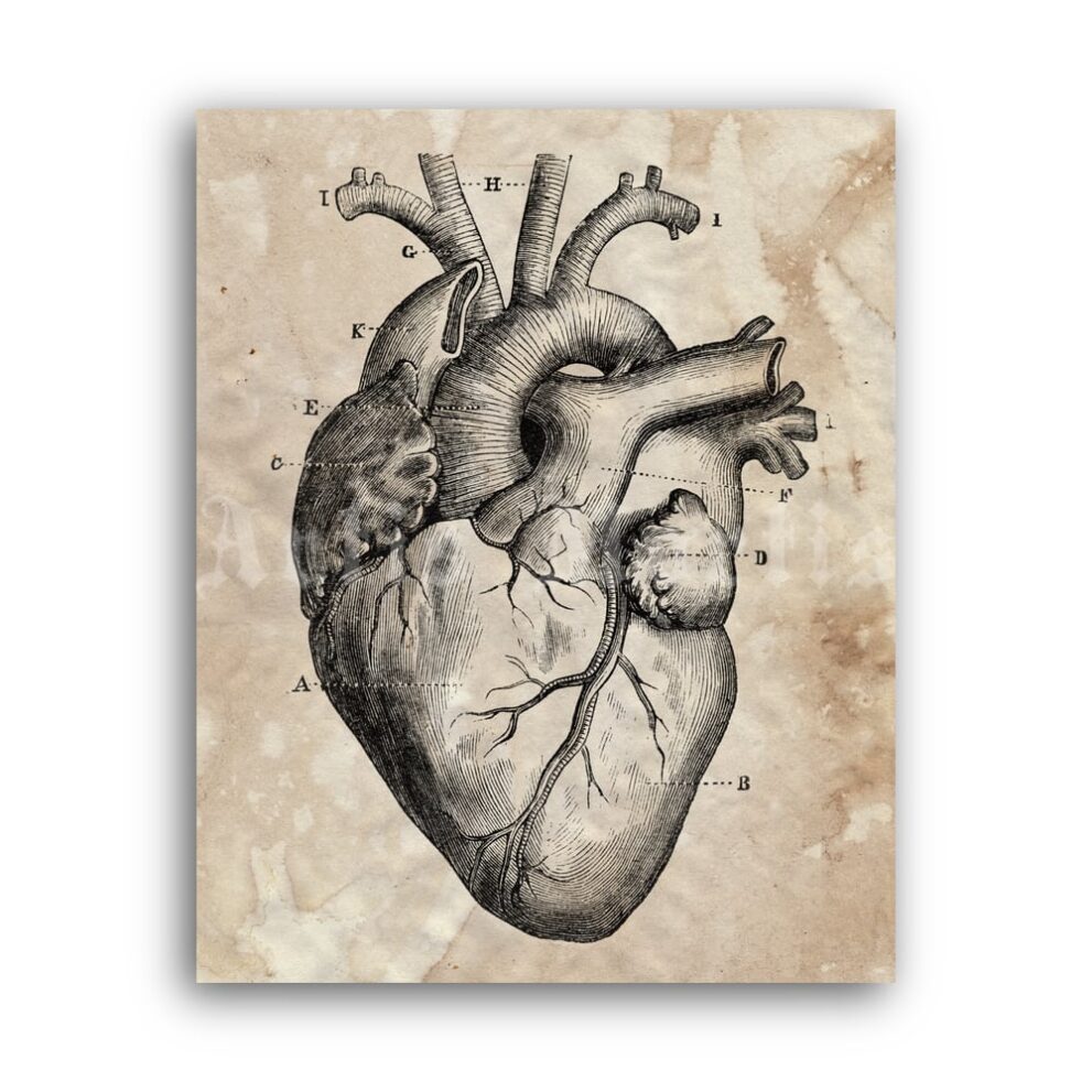 Printable Human heart diagram – vintage anatomy art print - vintage print poster