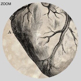 Printable Human heart diagram – vintage anatomy art print - vintage print poster