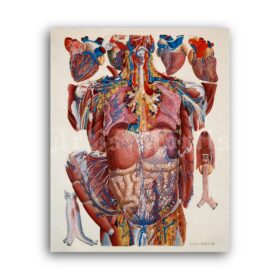Printable Viscera, internal organs, stomach, heart – vintage medical print - vintage print poster