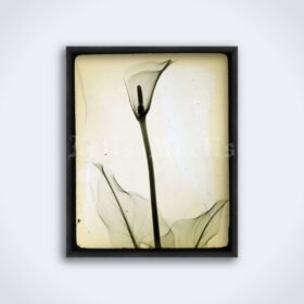 Printable Calla Lily flower X-Ray photo by Rain L. Tasker, vintage print - vintage print poster
