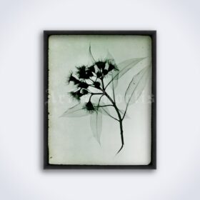 Printable Eucalyptus plant X-Ray photo by Rain L. Tasker, vintage print - vintage print poster