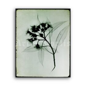Printable Eucalyptus plant X-Ray photo by Rain L. Tasker, vintage print - vintage print poster